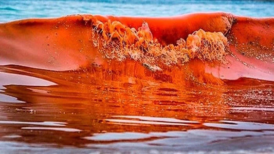 Thick red tide bloom in Gulf of Mexico waters off Florida coast showing harmful algal bloom caused by Karenia brevis impacting marine ecosystems and beaches