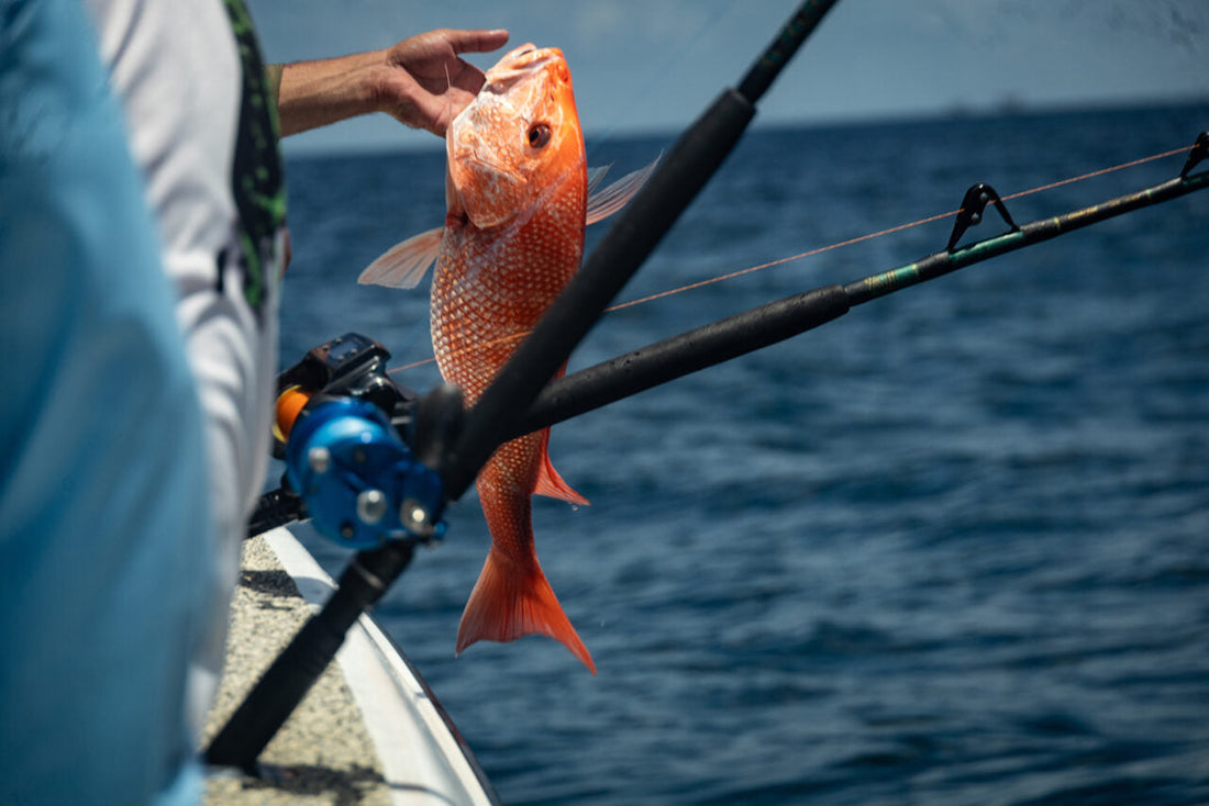 Angler holding fresh red snapper on a deep sea fishing charter boat in the Gulf of Mexico off the Florida coast during recreational fishing season.